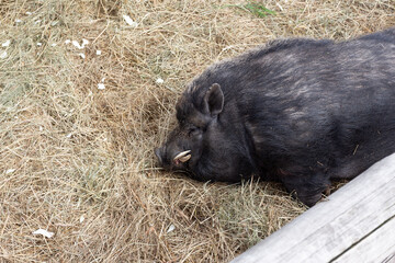 pig sleeps in the hay at the zoo