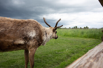 a young deer in a pen against a gloomy sky