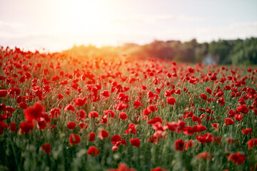 Red poppy field in Europe during summer sunset.
