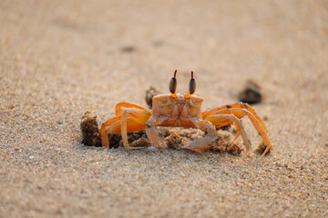 Fototapeta na wymiar crab in the beach