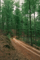 Forest trail in the country. Off-road path in the woods
