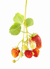Branch with strawberries. Ripe and unripe strawberries on a stem with leaves, isolated on white.