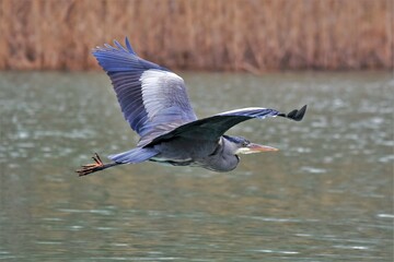Héron cendré (Ardea cinerea), Neuchâtel, Suisse.