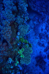 tropical sea underwater background diving ocean