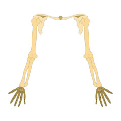 human hand bone. on white background. vector illustration