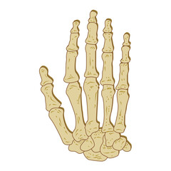 human hand bone. on white background. vector illustration