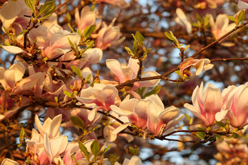 Blooming pink and white magnolia tree in spring