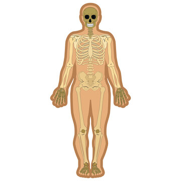 skeleton and bones inside body. Educational anatomy materials. Vector illustration