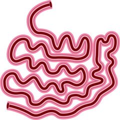 human internal organ small intestine. vector . on white background