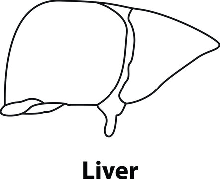 Liver outline. human internal organ. vector illustration