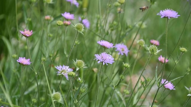 A honey bee on the flower of field scabious