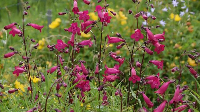 Natural background with pink flowers of beardtongues swinging in the wind