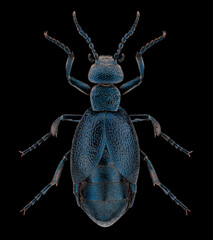 Blister beetle (Meloe proscarabaeus) entomology specimen with spreaded legs and antennae isolated on pure black background. Studio lighting. Macro photography.
