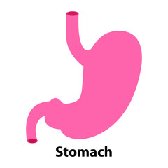 Human stomach. Internal organ, anatomy. Vector cartoon flat icon illustration isolated on white background. Illustration from vector about science and medical.