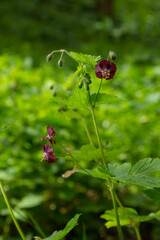 In the wild in the spring forest Geranium phaeum blooms