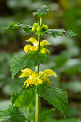 Lamiastrum galeobdolon other name Galeobdolon luteum, perennial yellow flowering herb .blossoms of yellow archangel in spring, green background
