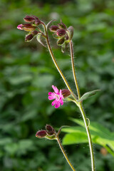 Red Campion, Silene dioica, growing wild on the banks of the River Wansbeck , Northumberland in the North East of England. A fully opened flower is shown next to unopened buds and blurred background