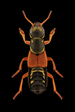 Rove beetle (Staphylinus caesareus) entomology specimen with spreaded legs and antennae isolated on pure black background. Studio lighting. Macro photography.