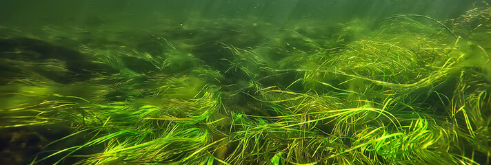 green algae underwater in the river landscape riverscape, ecology nature