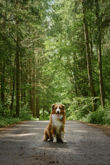 Dog Friendly Park. Brown Australian Shepherd puppy with white breast and stripe on head sits on forest road in summer and poses with tongue sticking out. Dog in mixed green forest is resting on trail.
