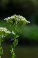 Lepidium draba, Cardaria draba, Hoary Cress, Brassicaceae. Wild plant shot in the spring