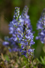 Obraz premium In the spring, Veronica prostrata blooms in the wild among grasses