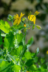 Greater Celandine, yellow wild flowers, close up. Chelidonium majus is poisonous, flowering, medicinal plant of the family Papaveraceae. Yellow-orange opaque sap of Tetterwort plant cures warts