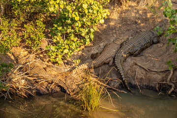 A bask of crocodile on a muddy bank of the estuary in iSimangaliso Wetland Park at St Lucia, South Africa