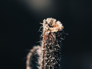 Close up of a branch