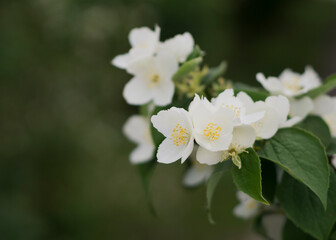 Obraz na płótnie Canvas Blooming and fragrant jasmine flowers. Blooming jasmine bush