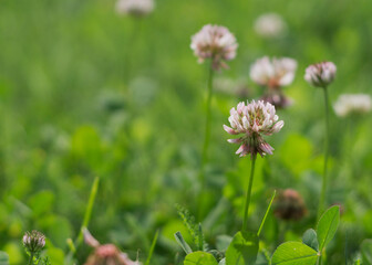 Clover or Trifolium pratense inflorescence. Meadow trefoil blossom with alternate, three leaflet leaves. Wild clover
