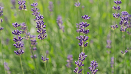 Lavender bushes close up Lavender bushes close up  11