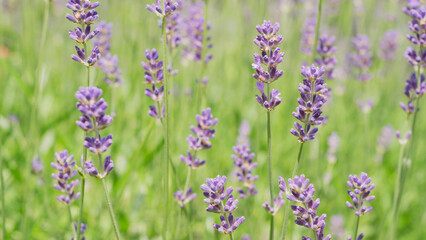 Lavender bushes close up Lavender bushes close up 33