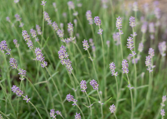Lavender bushes close up Lavender bushes close up 66