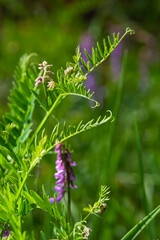 Fragile purple flowers background. Woolly or Fodder Vetch, Vicia villos, blossom in spring garden