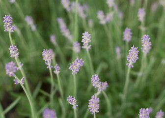 Lavender bushes close up Lavender bushes close up 77