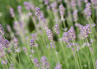 Lavender bushes close up Lavender bushes close up 88