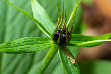 The poisonous plant herb Paris Paris quadrifolia flowering in spring outdoor