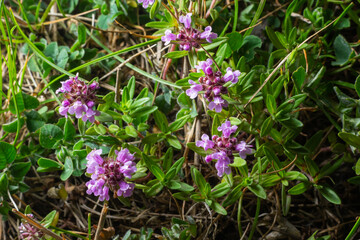 Blossoming fragrant Thymus serpyllum, Breckland wild thyme, creeping thyme, or elfin thyme close-up, macro photo. Beautiful food and medicinal plant in the field in the sunny day