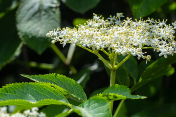 Elder is commonly used in herbal medicine. Good for respiratory problems