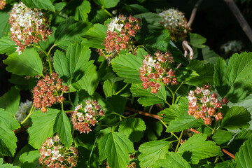 Flowering ninebark shrub close up. Physokarpus capitatus, commonly called Pacific ninebark or tall ninebark