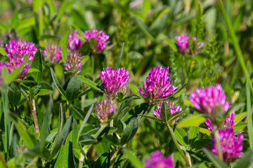 Dark pink flower. Red clover or Trifolium pratense inflorescence, close up. Purple meadow trefoil blossom with alternate, three leaflet leaves. Wild clover, flowering plant in the bean family Fabaceae