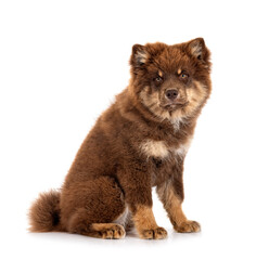 Obraz premium Finnish Lapphund in studio