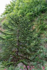 beautiful araucaria araucana monkey puzzle tree 