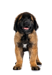 Obraz premium puppy Leonberger in studio