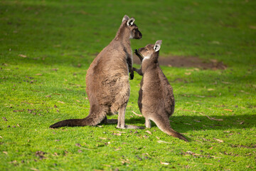 Big red Kangaroo at a wildlife conservation park near Adelaide, South Australia