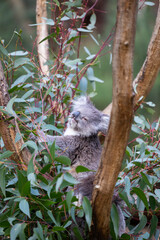 Koala sitting in a tree at the Cleland Conservation Park near Adelaide in South Australia