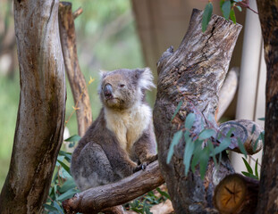 Koala sitting in a tree at the Cleland Conservation Park near Adelaide in South Australia