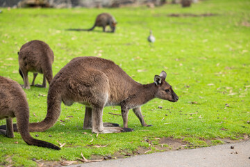 Naklejka na ściany i meble Big red kangaroo in a wildlife conservation park near Adelaide, South Australia 