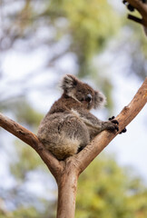 Obraz premium Koala sitting in a tree at the Cleland Conservation Park near Adelaide in South Australia